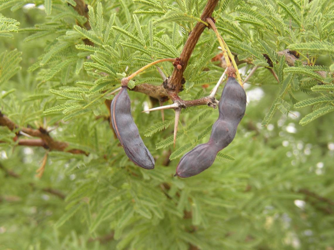 legume fruits
