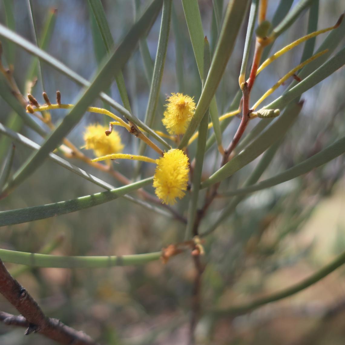 Acacia kempeana Acacia kempeana
