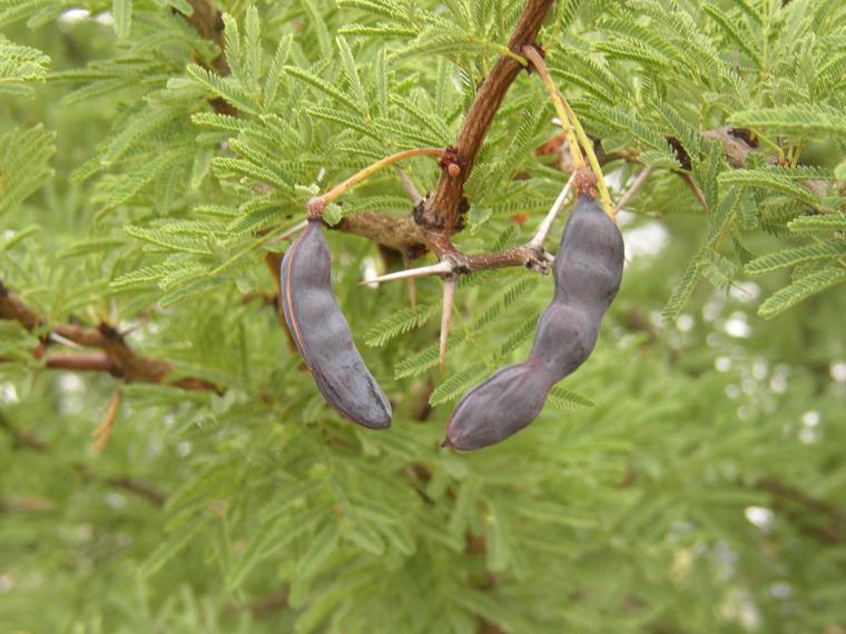 legume fruits