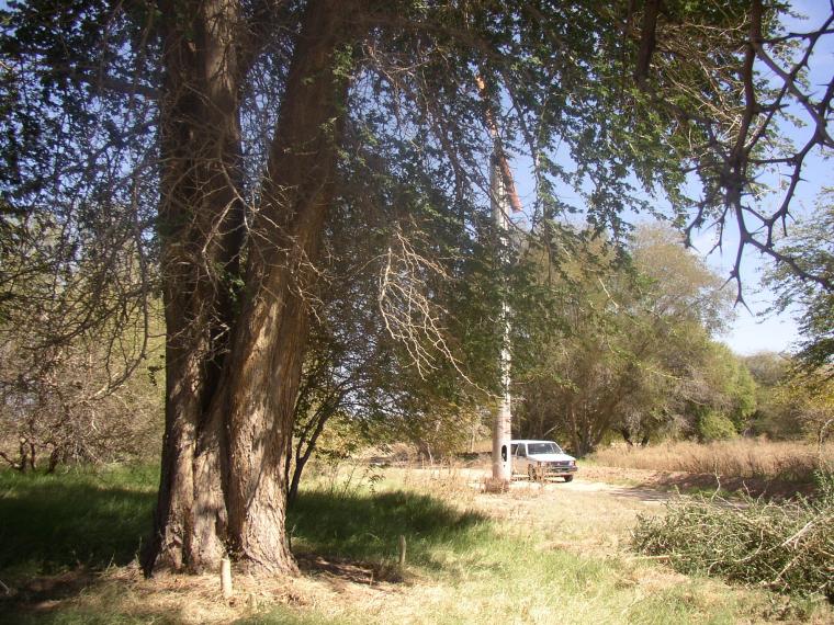 Faidherbia albida