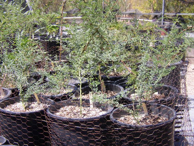 tree seedlings