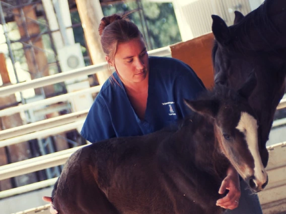student with horse and foal