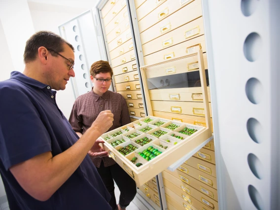 UArizona Insect Museum Manager Gene Hall and a graduate researcher examine insect specimen in the collection.