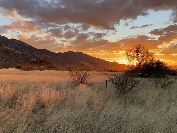 Pasture 1 on the Santa Rita Experimental Range, southeast of Tucson