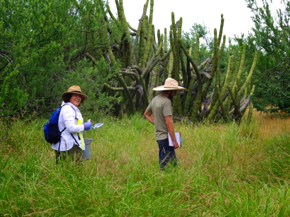 Picture of scientists in a field in Mexico
