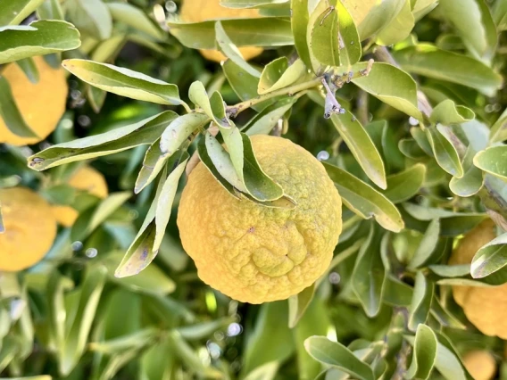 Citrus Disease New to Arizona Threatens Fruit Trees in Santa Cruz County