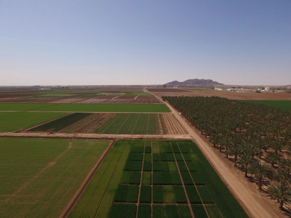 Yuma fields