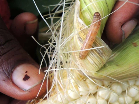 Picture of Asian corn borer