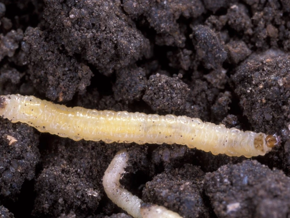 Western corn rootworm larvae