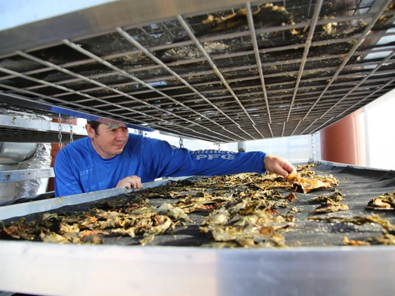 A research technician examines seaweed that has been dried.