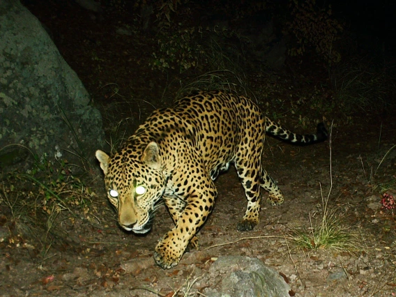 A jaguar at night, captured by wildlife cameras in 2021.