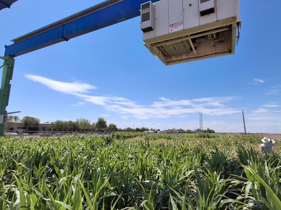 A 30 ton robot scans a field of sorghum at the Maricopa Agricultural Center.