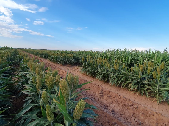 Measuring sorghum’s stress responses and linking genes to field performance at Maricopa Agricultural Center