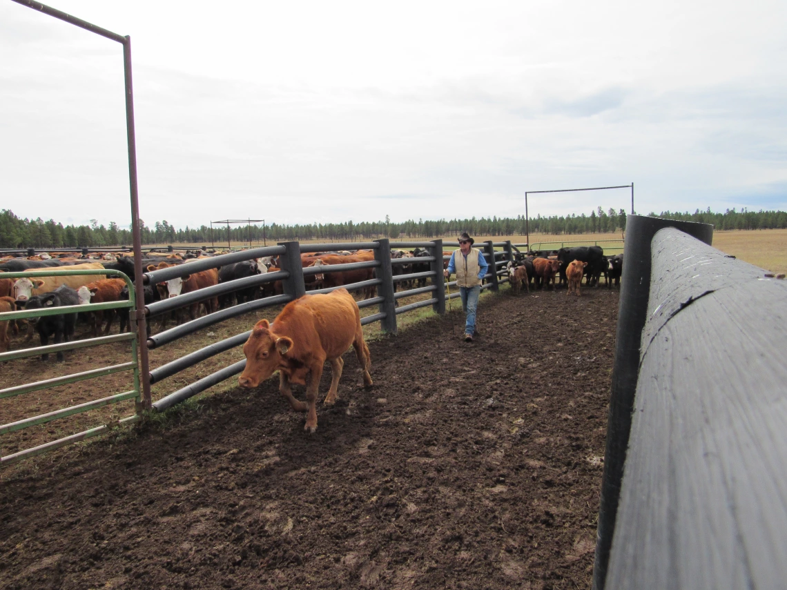 V Bar V superintendent Keith “Bopper” Cannon guides a calf into a corral.