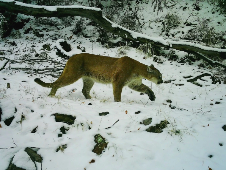 A mountain lion in snow
