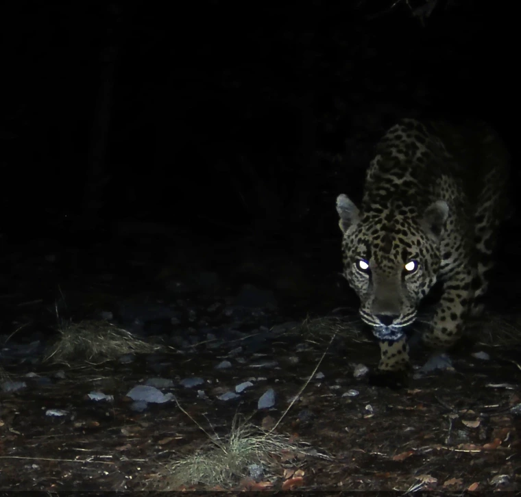 A jaguar detected at night by wildlife cameras monitored by the U of A Wild Cat Research and Conservation Center. One of 7 detections confirmed since August 2025.