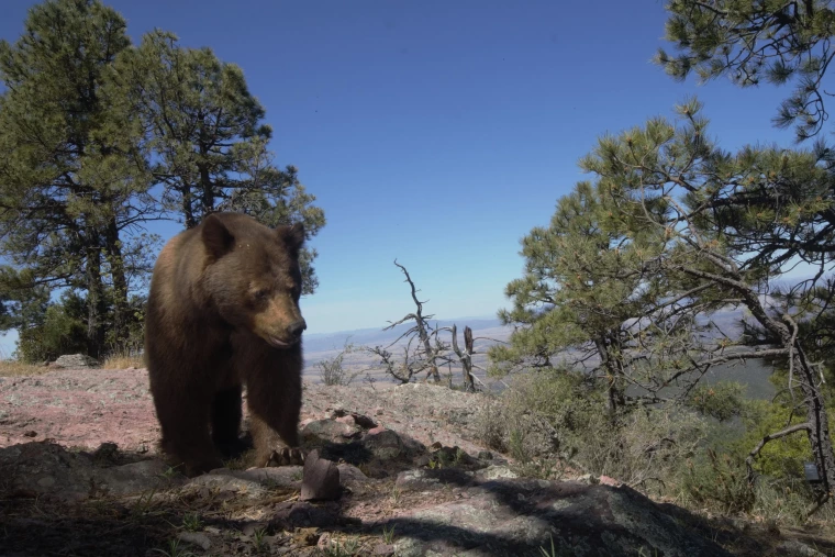 A bear on a mountain in Southern Arizona