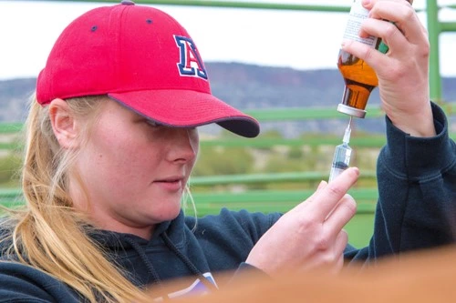 Student working with equine medicine.