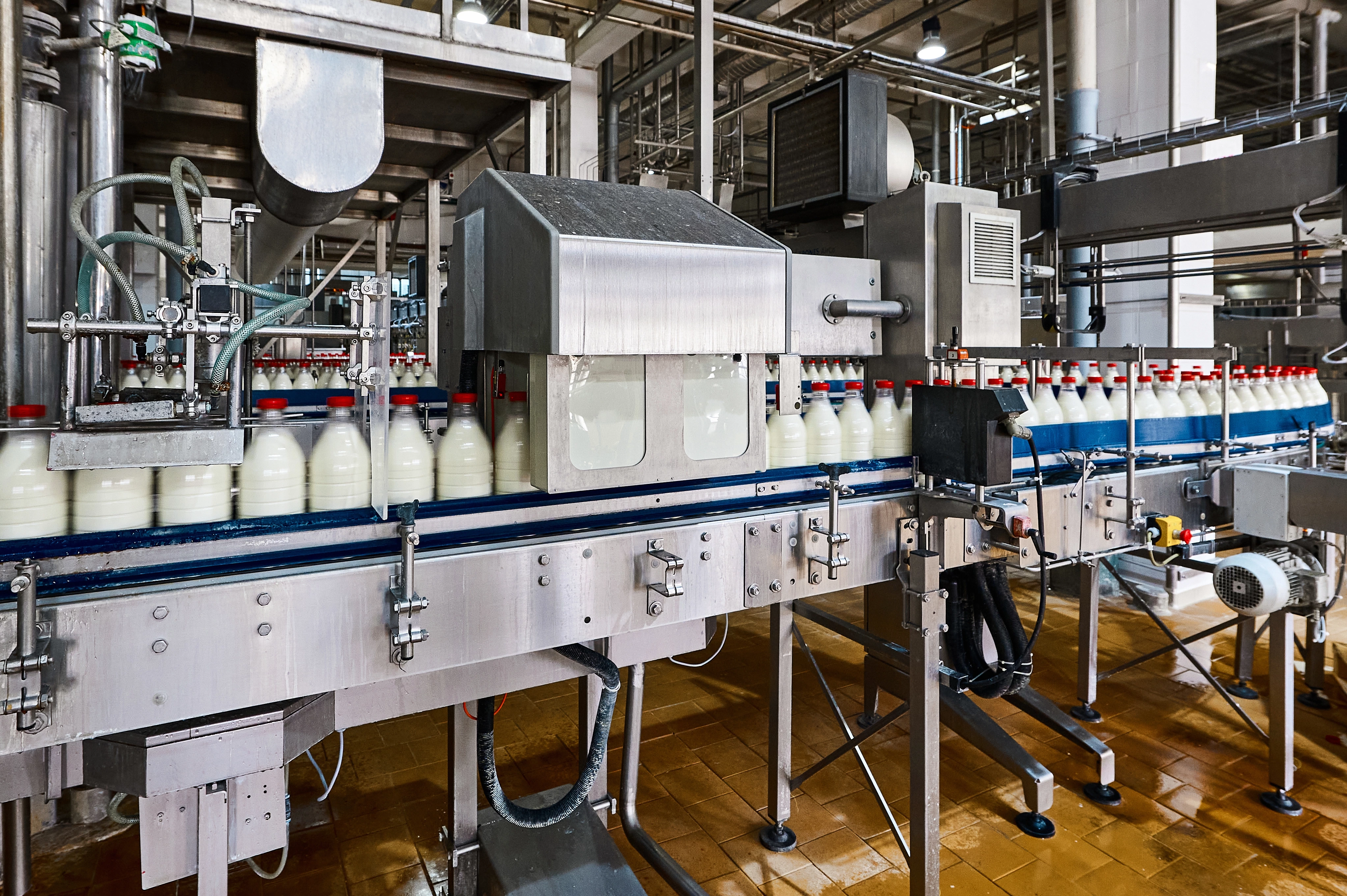 Pasteurized milk being bottled on a production line