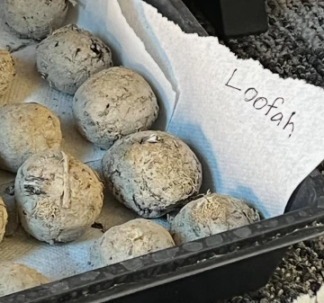 Picture of a seedball