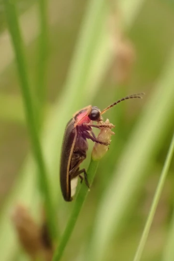 The southwest spring firefly (Bicellonycha wickershamorum)