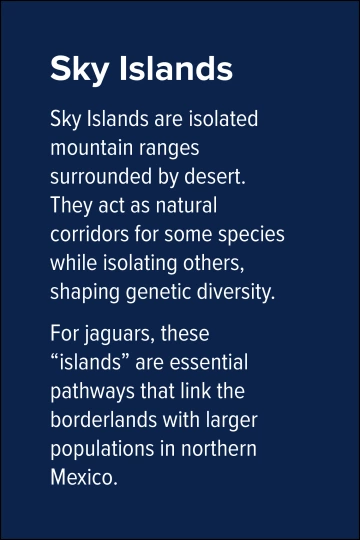 Sky Islands Sky Islands are isolated mountain ranges surrounded by desert. They act as natural corridors for some species while isolating others, shaping genetic diversity. For jaguars, these “islands” are essential pathways that link the borderlands with larger populations in northern Mexico.