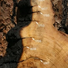 Picture of fire scars in tree rings