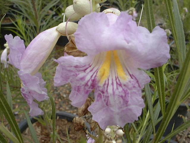Desert Willow Tree