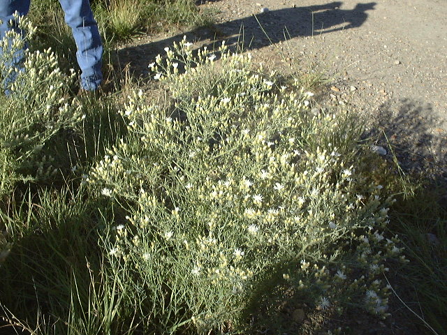 Diffuse Knapweed Plant