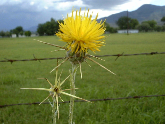 Yellow Starthistle Flower