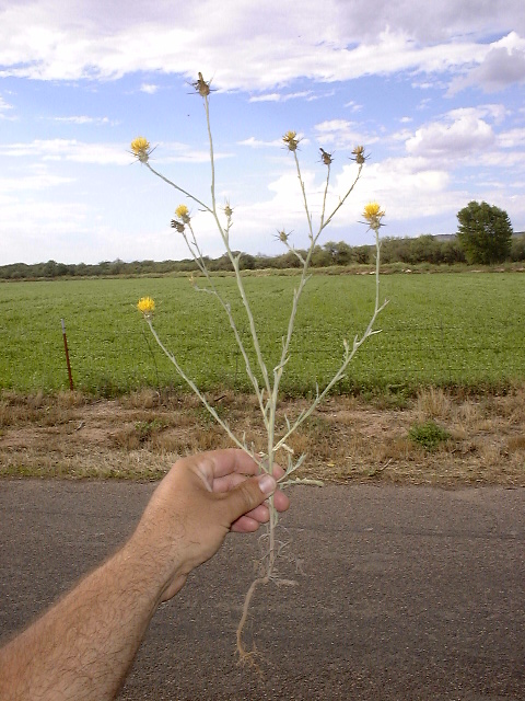 Yellow Starthisle Plant