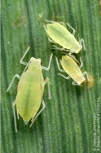 Aphids