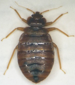 Adult Bed Bug