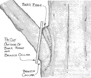 Note the branch collar and branch bark ridge