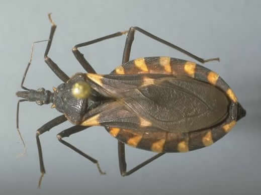 Conenose Bug