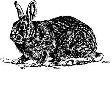 Cottontail Rabbit