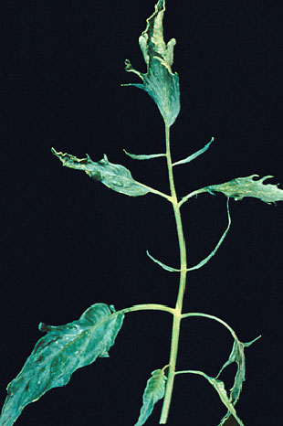 Cucumber mosaic virus on tomato - see full size photo below