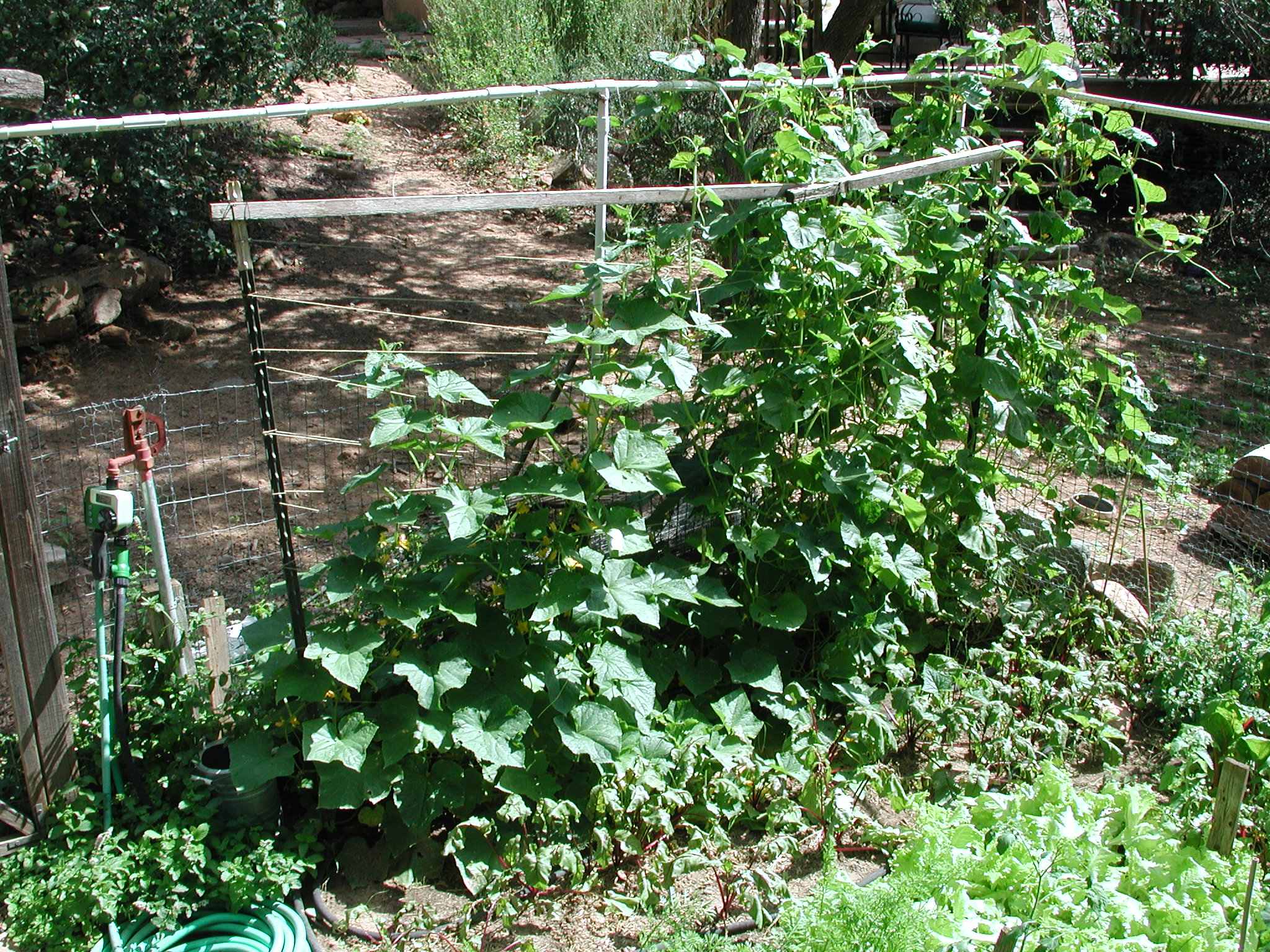 2012 Summer Garden