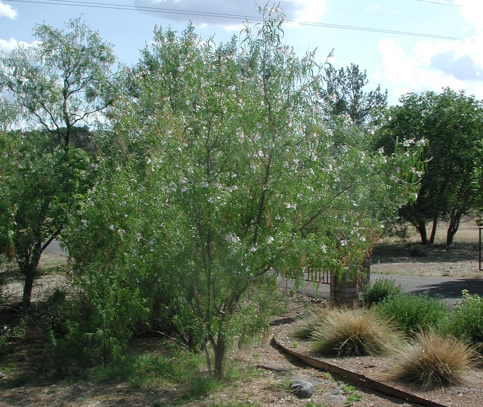 Desert Willow Tree