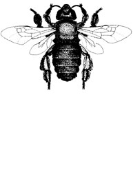 digger bee