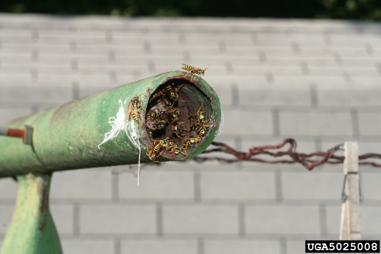 European paper wasp nest in clothes line pole