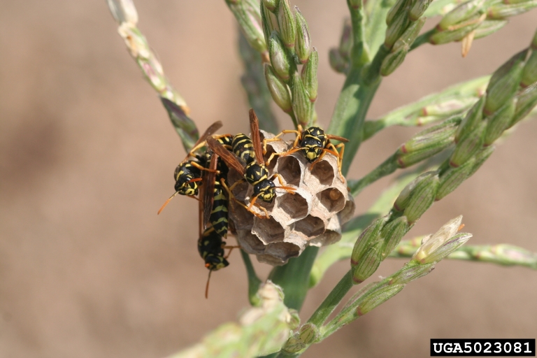 European paper wasp nest on corn tassel