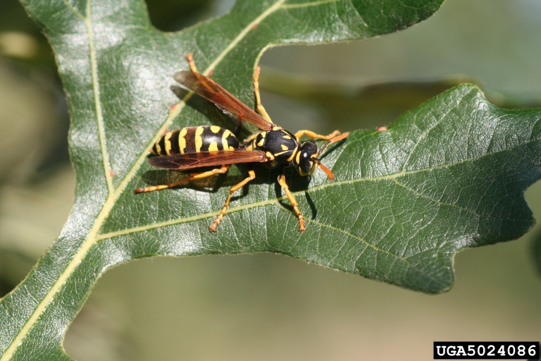 European paper wasp