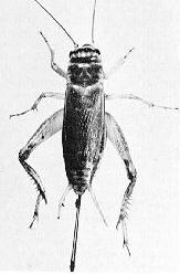 female field cricket