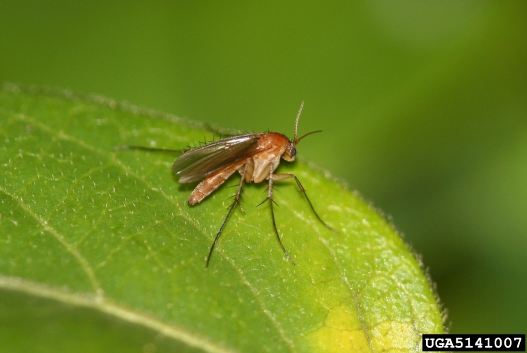 Adult fungus gnat