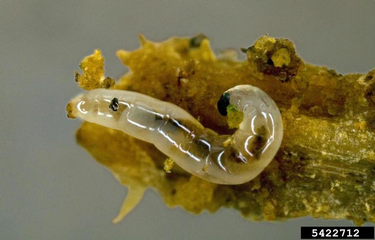 Adult fungus gnat