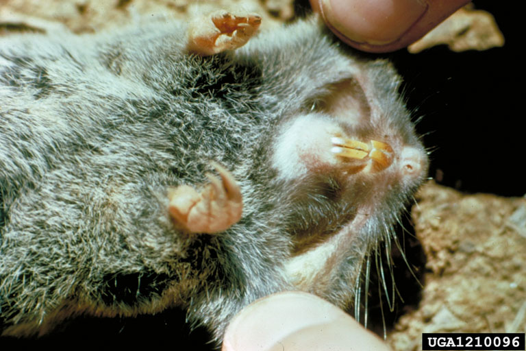 Pocket gopher