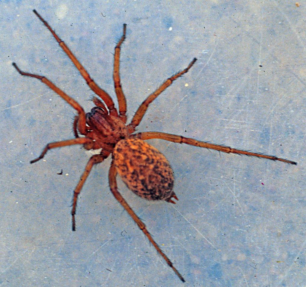 Hobo Spider