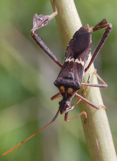 Leaf-footed plant bug adult