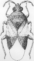 Minute Pirate Bug